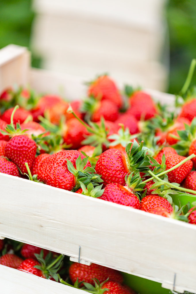 Strawberries / Legumes à la Ferme Farm / Belgium